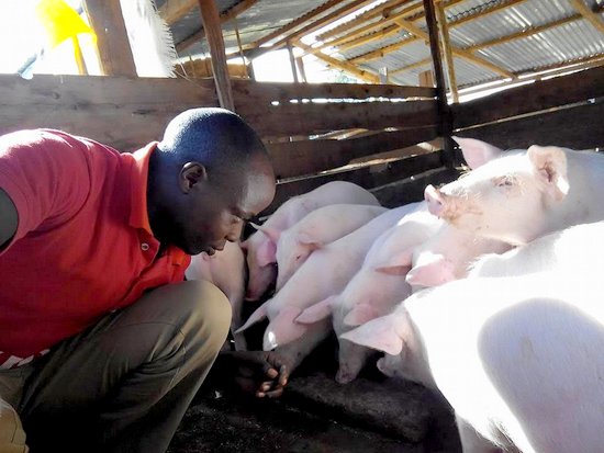 YAP Proposal #382: Pig farming and processing (Evans Kimosop, Kenya)
